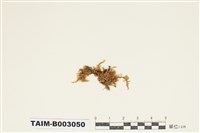 藏品(灰苔科)的圖片